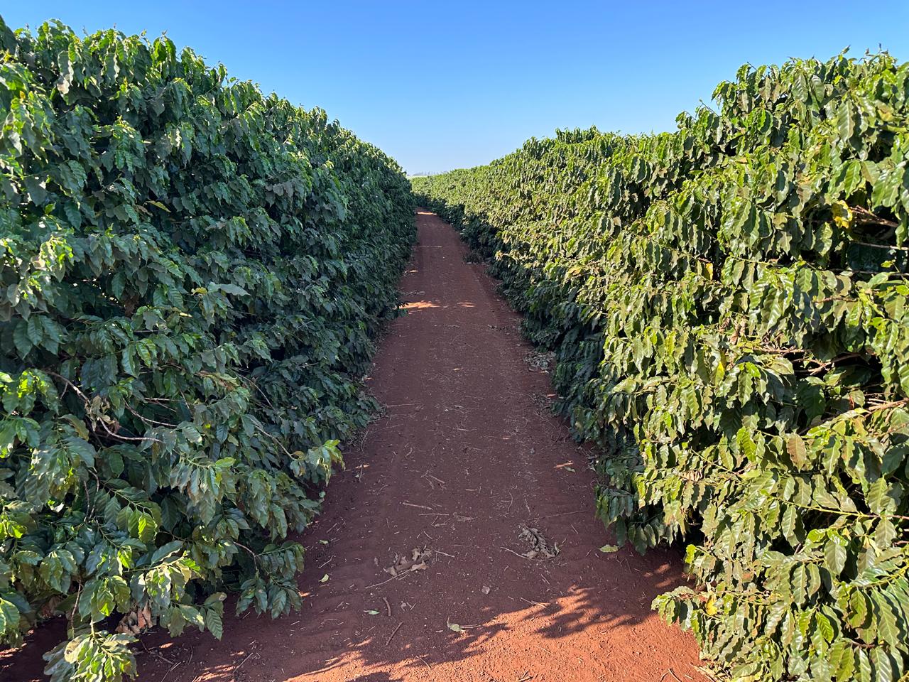Fazenda Santa Terezinha #20