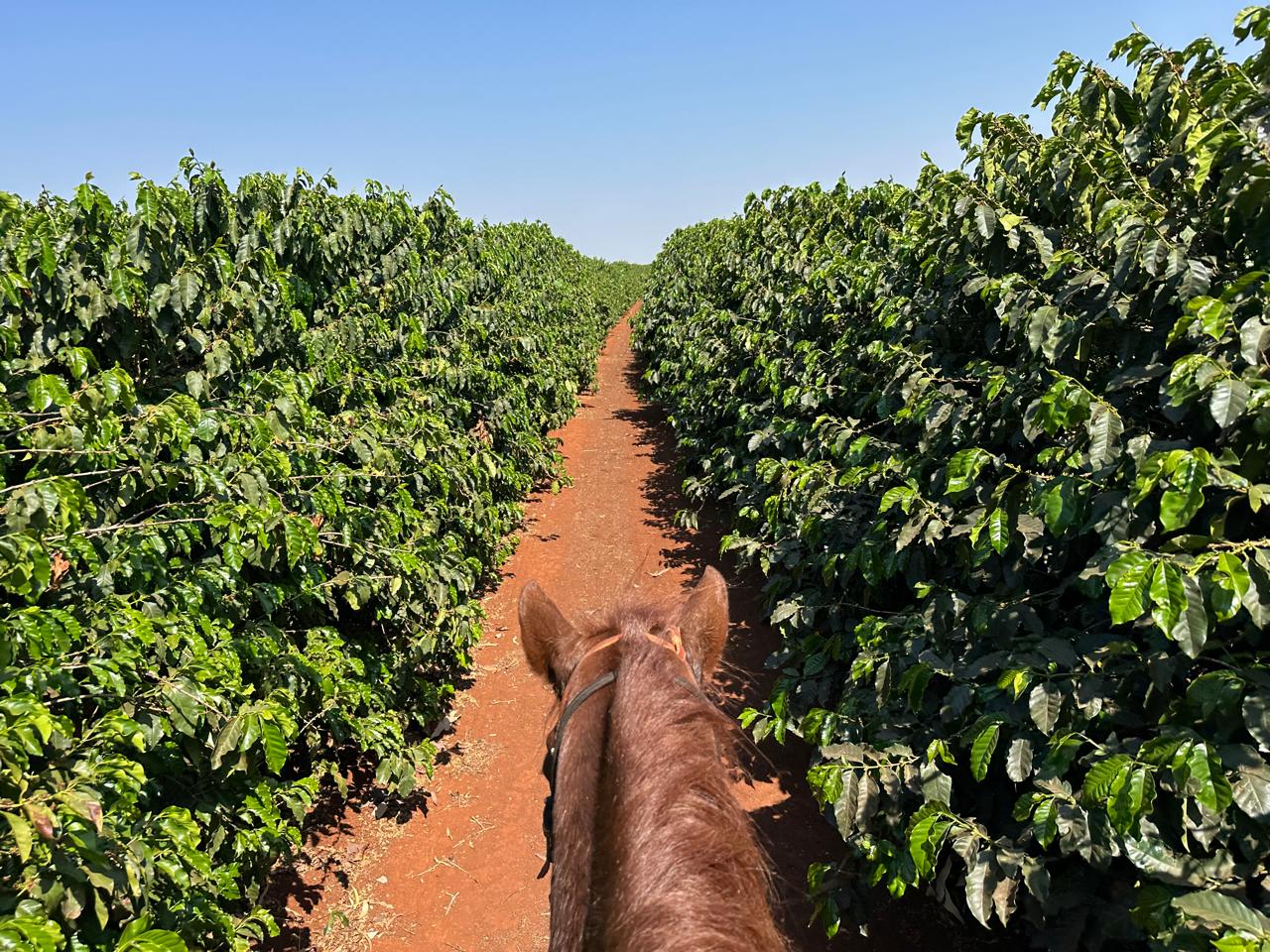 Fazenda Santa Terezinha #29