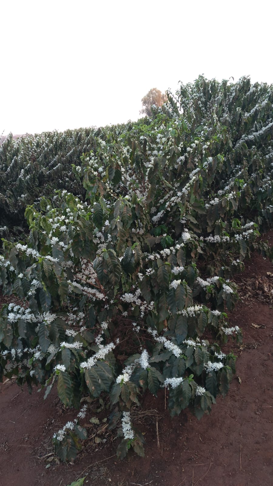 Fazenda Santa Terezinha #35