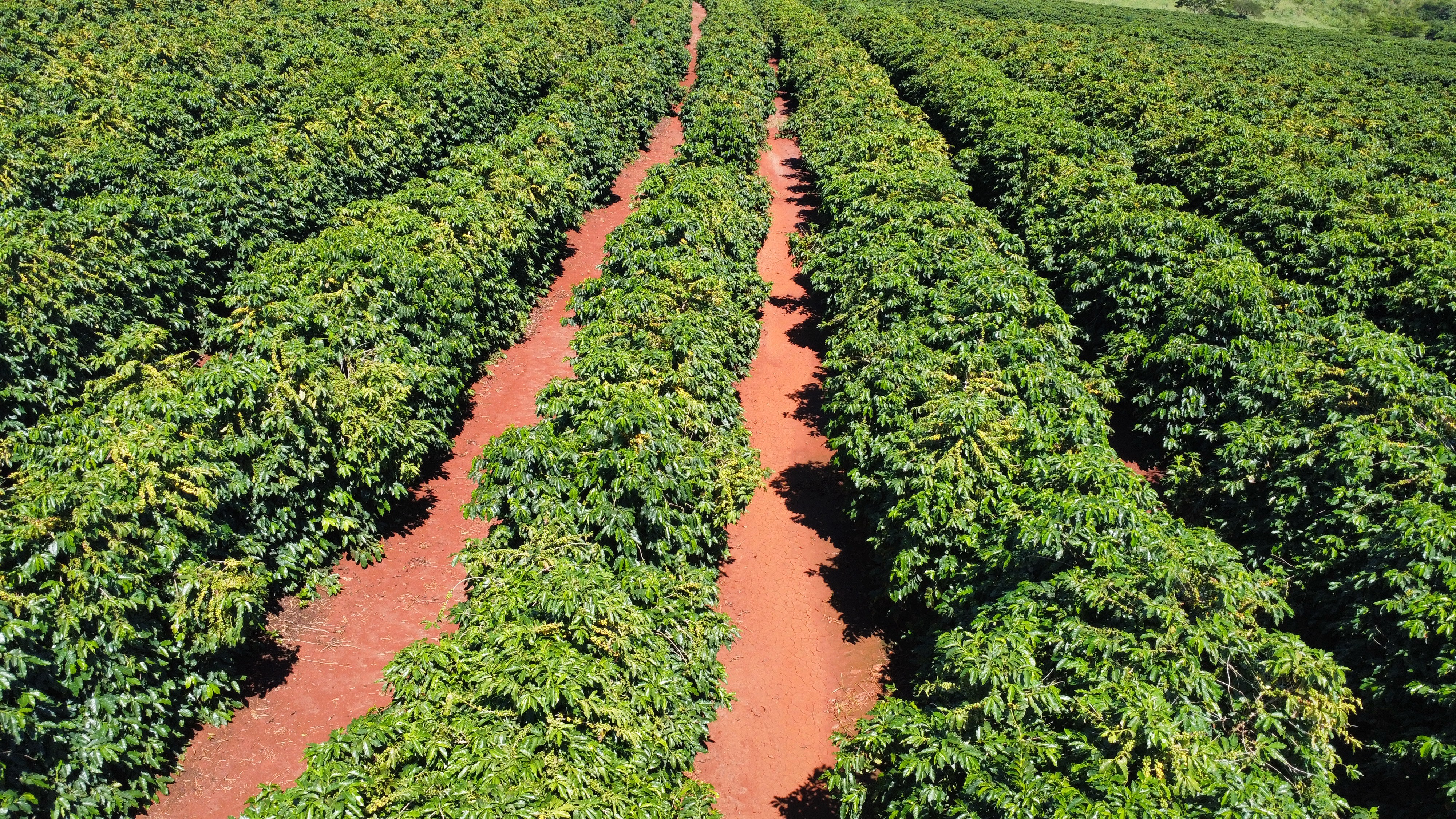 Fazenda Santa Terezinha #4