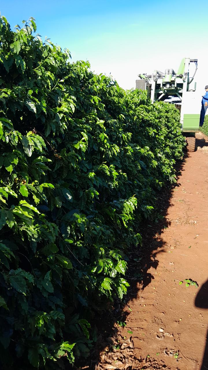Fazenda Santa Terezinha #47